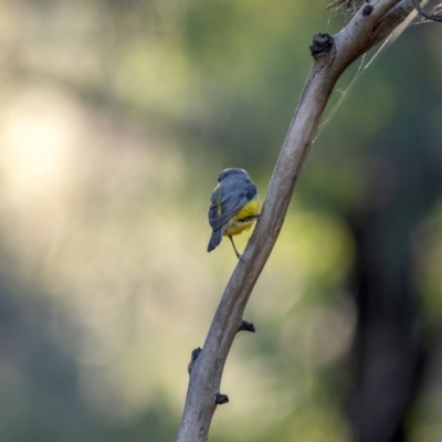 Eopsaltria australis (Eastern Yellow Robin) at Namadgi National Park - 19 May 2021 by trevsci