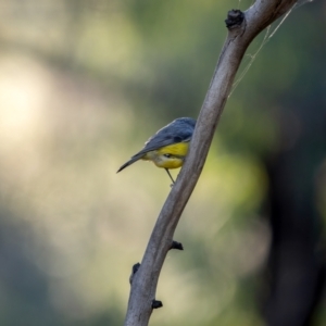 Eopsaltria australis at Tennent, ACT - 19 May 2021