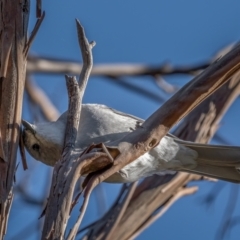 Colluricincla harmonica (Grey Shrikethrush) at Tennent, ACT - 19 May 2021 by trevsci