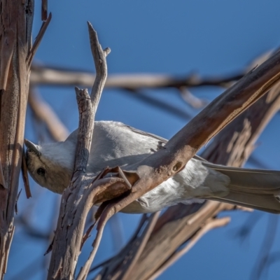 Colluricincla harmonica (Grey Shrikethrush) at Namadgi National Park - 19 May 2021 by trevsci