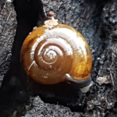 Oxychilus alliarius (Garlic Snail) at Bruce, ACT - 20 May 2021 by trevorpreston