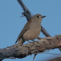 Colluricincla harmonica (Grey Shrikethrush) at Namadgi National Park - 19 May 2021 by trevsci