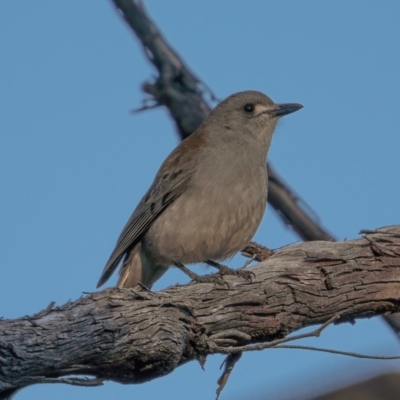 Colluricincla harmonica (Grey Shrikethrush) at Namadgi National Park - 19 May 2021 by trevsci