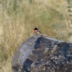 Petroica boodang at Tennent, ACT - 19 May 2021 04:26 PM