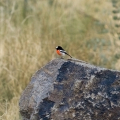 Petroica boodang (Scarlet Robin) at Tennent, ACT - 19 May 2021 by trevsci