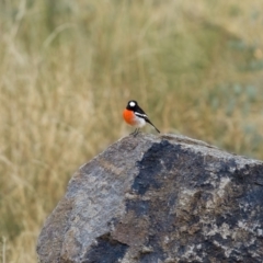 Petroica boodang at Tennent, ACT - 19 May 2021 04:26 PM