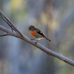 Petroica boodang at Tennent, ACT - 19 May 2021 04:26 PM