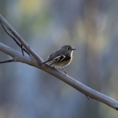 Petroica boodang at Tennent, ACT - 19 May 2021 04:26 PM