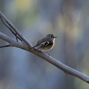 Petroica boodang at Tennent, ACT - 19 May 2021 04:26 PM