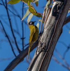 Nesoptilotis leucotis (White-eared Honeyeater) at Namadgi National Park - 19 May 2021 by trevsci