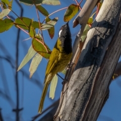 Nesoptilotis leucotis at Tennent, ACT - 19 May 2021