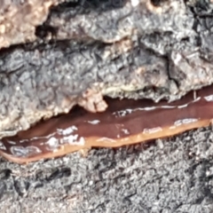 Anzoplana trilineata (A Flatworm) at Bruce, ACT - 20 May 2021 by trevorpreston