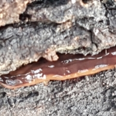 Unidentified Flatworm (Platyhelminthes) (TBC) at Bruce, ACT - 20 May 2021 by tpreston