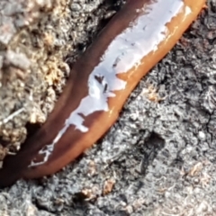 Anzoplana trilineata at Bruce, ACT - 20 May 2021