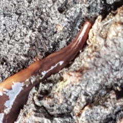 Anzoplana trilineata at Bruce, ACT - 20 May 2021