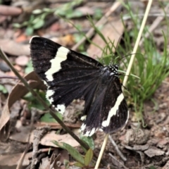 Eutrichopidia latinus (Yellow-banded Day-moth) at Forde, ACT - 14 Feb 2021 by HarveyPerkins