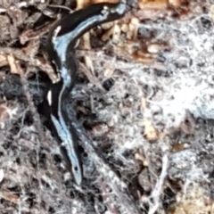 Parakontikia atrata (The Black planarian) at Bruce, ACT - 20 May 2021 by trevorpreston