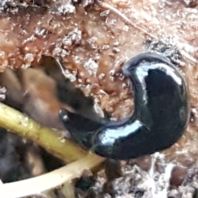 Parakontikia atrata (The Black planarian) at Flea Bog Flat, Bruce - 20 May 2021 by tpreston