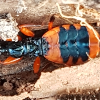 Ectomocoris patricius (Ground assassin bug) at Bruce Ridge to Gossan Hill - 20 May 2021 by trevorpreston