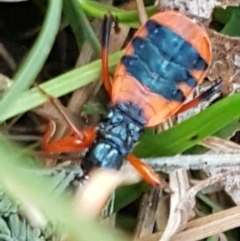 Ectomocoris patricius at Bruce, ACT - 20 May 2021