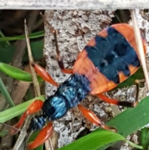 Ectomocoris patricius at Bruce, ACT - 20 May 2021