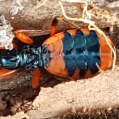 Ectomocoris patricius at Bruce, ACT - 20 May 2021 03:54 PM