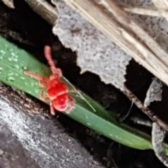 Trombidiidae (family) (Red velvet mite) at Flea Bog Flat, Bruce - 20 May 2021 by trevorpreston