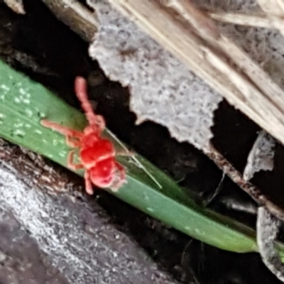 Trombidiidae (family) (Red velvet mite) at Bruce, ACT - 20 May 2021 by tpreston