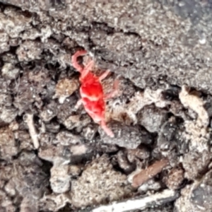 Trombidiidae (family) at Bruce, ACT - 20 May 2021