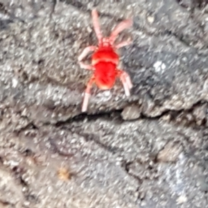 Trombidiidae (family) at Bruce, ACT - 20 May 2021 03:56 PM