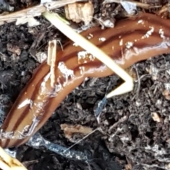 Anzoplana trilineata (A Flatworm) at Flea Bog Flat, Bruce - 20 May 2021 by tpreston