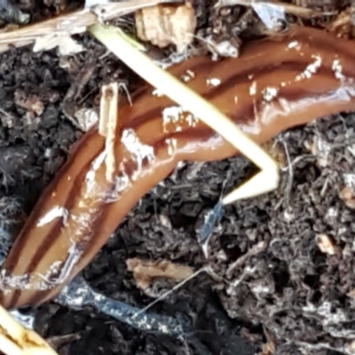 Anzoplana trilineata (A Flatworm) at Bruce, ACT - 20 May 2021 by trevorpreston