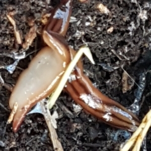 Anzoplana trilineata at Bruce, ACT - 20 May 2021