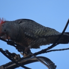 Callocephalon fimbriatum (Gang-gang Cockatoo) at Griffith, ACT - 20 May 2021 by roymcd