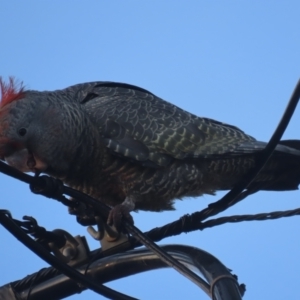 Callocephalon fimbriatum at Griffith, ACT - 20 May 2021