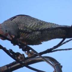 Callocephalon fimbriatum at Griffith, ACT - 20 May 2021