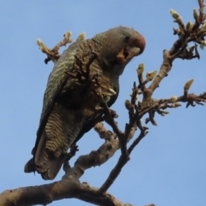 Callocephalon fimbriatum at Griffith, ACT - 20 May 2021