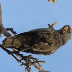 Callocephalon fimbriatum at Griffith, ACT - 20 May 2021