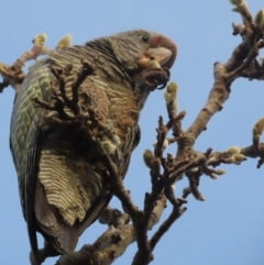 Callocephalon fimbriatum at Griffith, ACT - suppressed