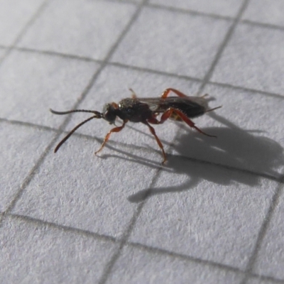 Apocrita (suborder) (Unidentified wasp) at Yass River, NSW - 20 May 2021 by SenexRugosus