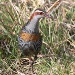 Gallirallus philippensis (Buff-banded Rail) at Watson, ACT - 20 May 2021 by jb2602