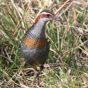 Gallirallus philippensis at Watson, ACT - 20 May 2021