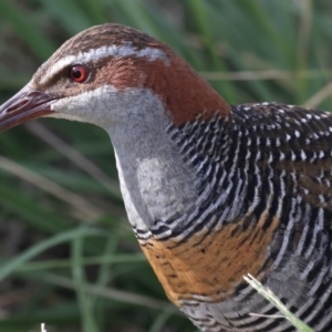 Gallirallus philippensis at Watson, ACT - 20 May 2021