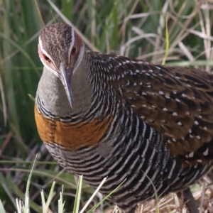 Gallirallus philippensis at Watson, ACT - 20 May 2021 12:17 PM