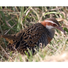 Gallirallus philippensis at Watson, ACT - 20 May 2021