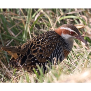 Gallirallus philippensis at Watson, ACT - 20 May 2021