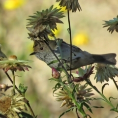 Acanthiza pusilla (Brown Thornbill) at ANBG - 18 May 2021 by RodDeb