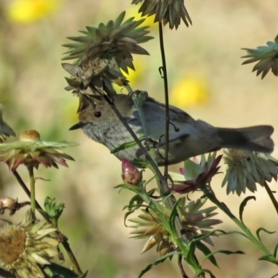 Acanthiza pusilla (Brown Thornbill) at Acton, ACT - 18 May 2021 by RodDeb