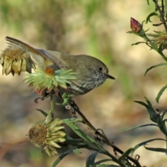 Acanthiza pusilla at Acton, ACT - 18 May 2021