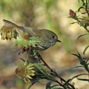 Acanthiza pusilla at Acton, ACT - 18 May 2021